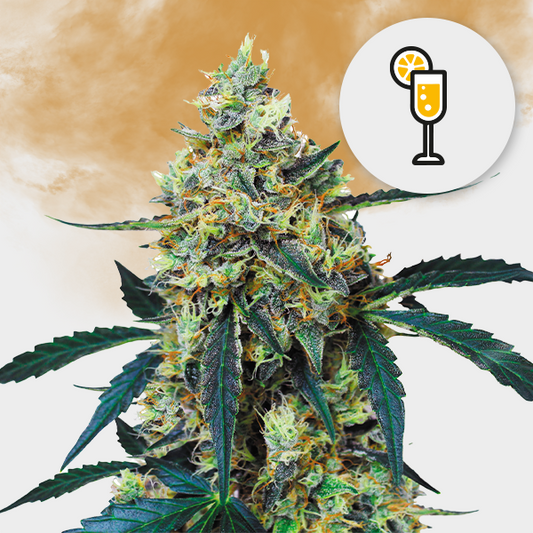 Mimosa 🌱 22%