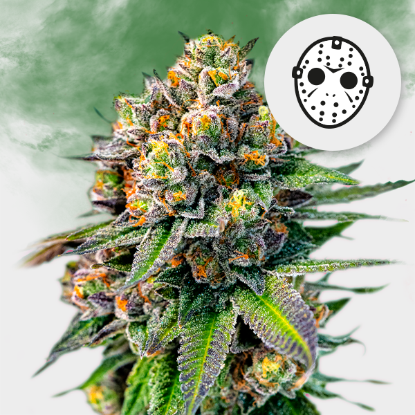 O.G. Kush 🌱 19%