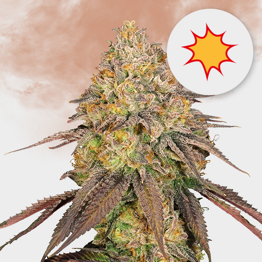 O.G. Punch 🌱 19%
