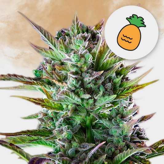 Pineapple Kush 🌱 18%