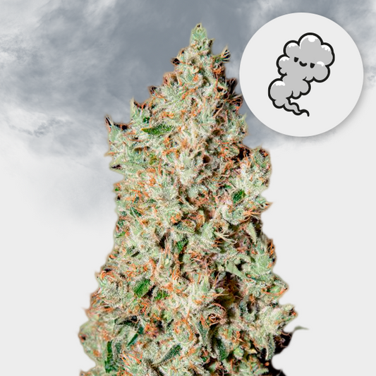 Super Silver Haze 🌱 21%