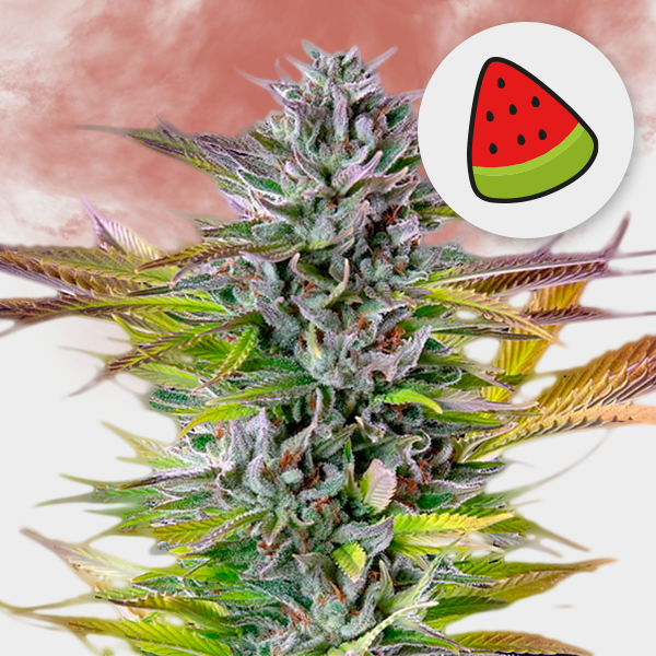 Watermelon 🌱 22%